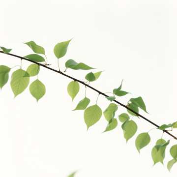 Whispering Breeze