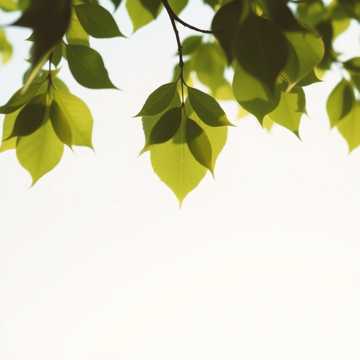 Whispering Breeze