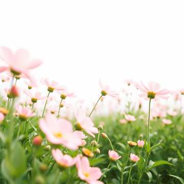 Petals on the Road